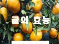 [귤효능] 겨울철 귤의 효능 만능 팁!